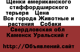 Щенки американского стаффордширского терьера › Цена ­ 20 000 - Все города Животные и растения » Собаки   . Свердловская обл.,Каменск-Уральский г.